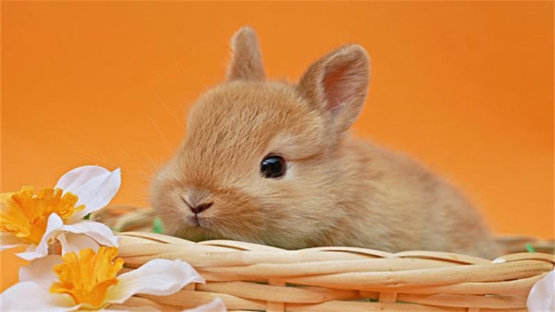 2023年属兔的全年运势 属兔的人2023年运程大全及破解  生肖属兔人与