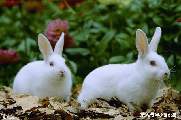 属兔今年每月的运势属兔每个月份的运势