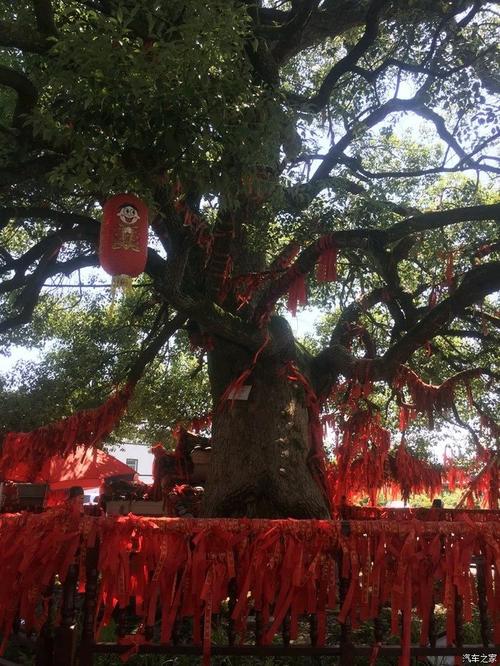 姻缘树,树上挂满了红绳.
