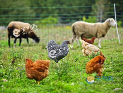 鸡和羊的属相合吗属羊的和属鸡的婚姻怎么样