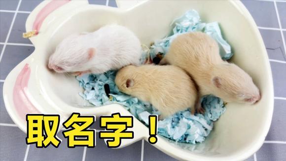 出生12天的3只小仓鼠宝宝名字还没有取,求网友帮忙给仓鼠取名字