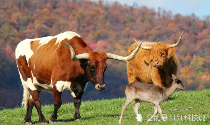 得道高僧说:属牛人的后半生,特别是73年的,家有属牛的看看吧!