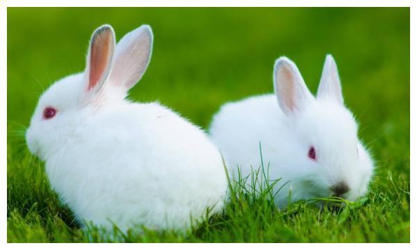 2,75年属兔人47岁后运程:75年属兔的人年的运势及运程 生于年的人