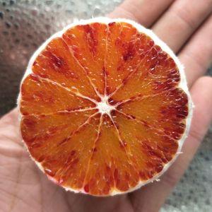 现摘玫瑰血橙重庆红心橙子新鲜水果塔罗科雪小果5斤超四川资中10