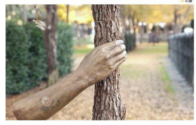 世界上最孤独的手它紧握一棵树长达50年至今没有松开过