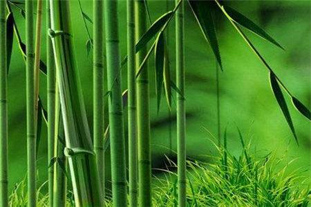 关于竹子风水禁忌竹子的风水寓意和作用