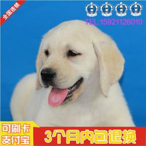 家养纯种赛级拉布拉多犬 拉拉幼犬出售双血统白色黑色免费送货092