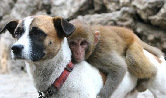 属猴和属狗的婚姻如何,狗男猴女适合做夫妻吗-神算网