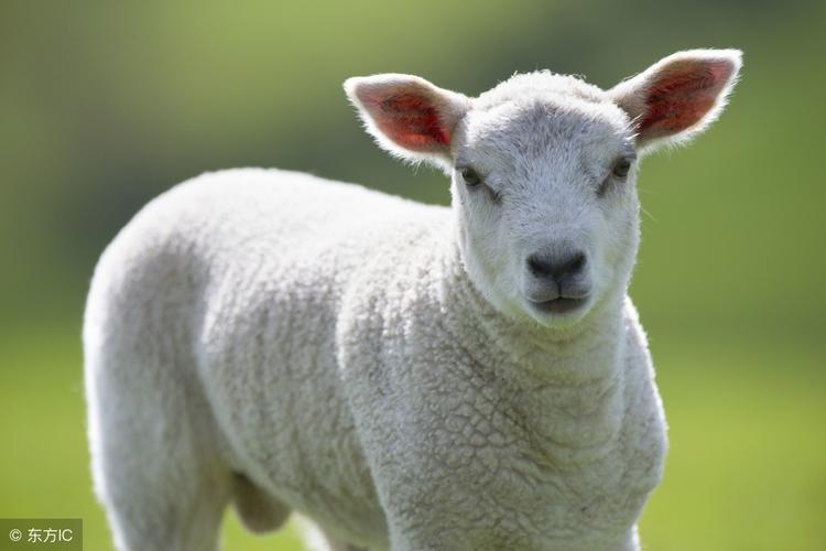 属羊人2023年每月运势一月羊守空房二月羊三月羊