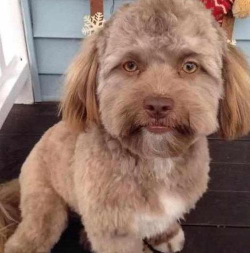因为狗狗的脸长得有点太像人会让人产生恐惧所以主人给它换了个发型